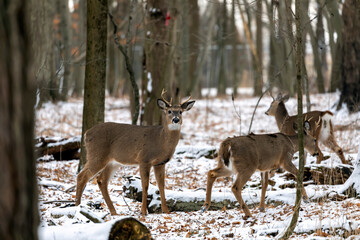White-tailed deer in the snowy forest. Scene from Wisconsin state park.
