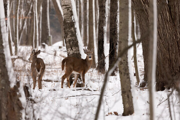 White-tailed deer in the snowy forest. Scene from Wisconsin state park.