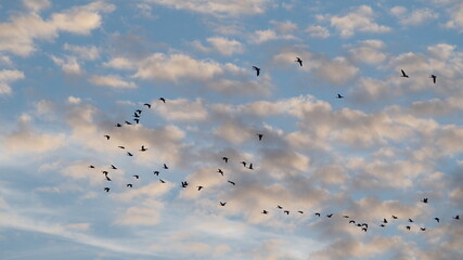 beautiful winter sky with flying Canada geese