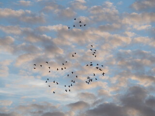 beautiful winter sky with flying Canada geese