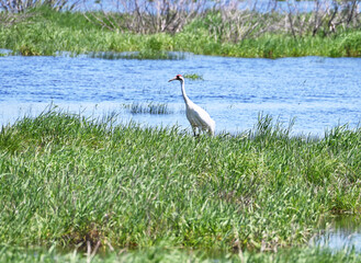 Whooping Crane