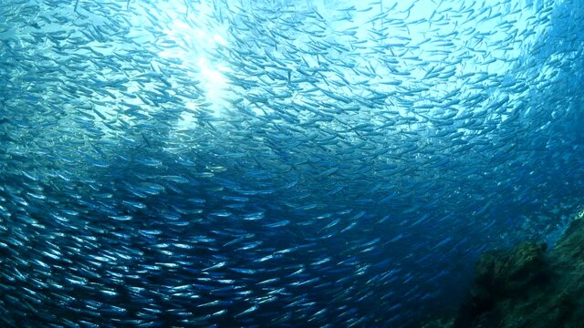 silversides hiding behind secret rocks  under sun shine and beams underwater silverside fish school wavy sea protection ocean scenery behaviour