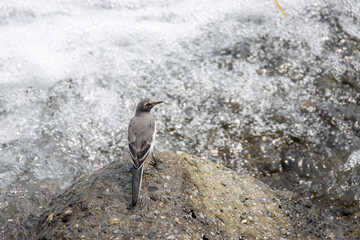 風景素材　急流を眺めるセグロセキレイの幼鳥