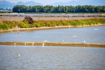 Wetland natural scenery of Yinhuwan Binhai New Area, Jiangmen City, Guangdong Province, China