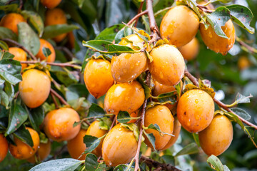 風景素材　嵯峨野の柿の木　落柿舎付近