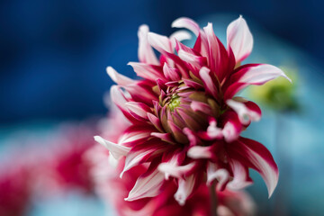 close up of pink dahlia flower