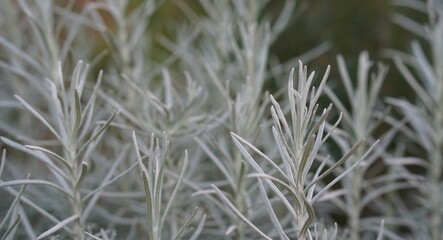 frost on grass