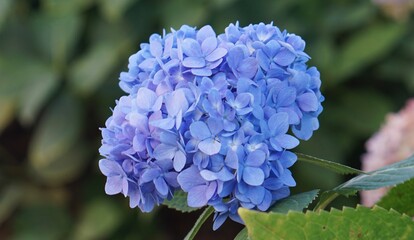 close up of a blue hyacinth