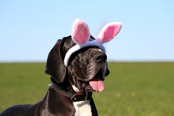 funny black great dane the easter bunny ears fall from the head over the eyes - obrazy, fototapety, plakaty