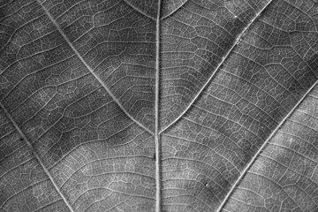 black and white Teak leaf close up