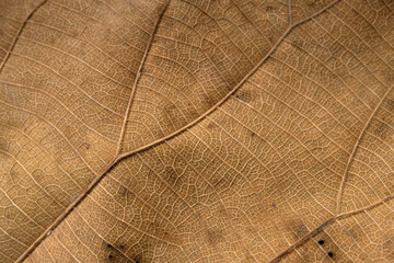 Fototapeta premium Brown Teak leaf close up