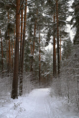 Fototapeta premium Pine forest in winter - vertical