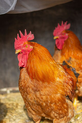 rooster in the farm