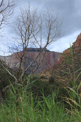 Struggling tree with magnificent Utah background