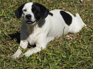 Saw dog teeth and was lying on the grass