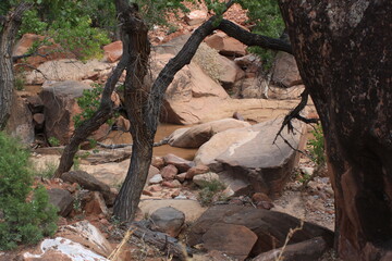 Fototapeta premium Dead tree with Utah rocks