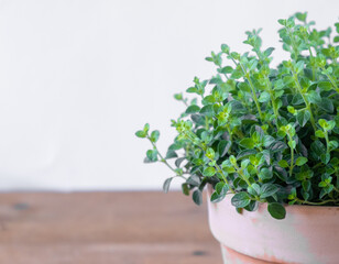 Oregano in a clay pot on a wooden table