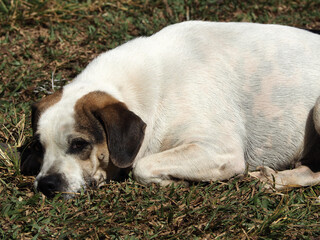 A white dog lying on the grass