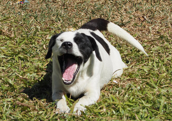 The dog is yawning and lying on the grass.