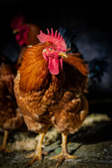 rooster in the farm