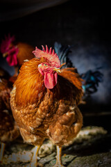 rooster in the farm