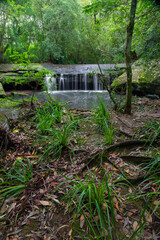 Grass and trees around Terry's Creek, Epping, Australia.