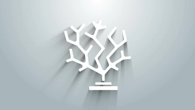 White Coral icon isolated on grey background. 4K Video motion graphic animation