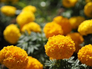 African marigold, American or Aztec marigolds flower Beautiful yellow color Flowers growing blooming in garden nature background