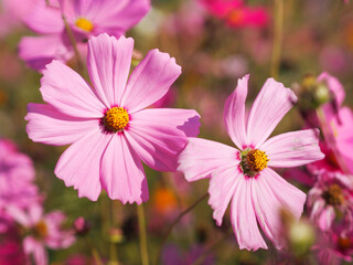 Fototapeta premium Pink color flower, sulfur Cosmos, Mexican Aster flowers are blooming beautifully springtime in the garden, blurred of nature background