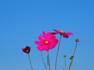 Pink color flower, sulfur Cosmos, Mexican Aster flowers are blooming beautifully springtime in the garden, on blue sky background