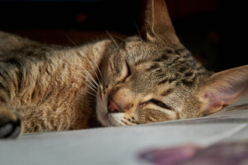 Naklejka na ściany i meble Un gato atigrado durmiendo sobre la cama con mucho sueño
