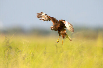  Pied Harrier looking for prey in the rice field (female)