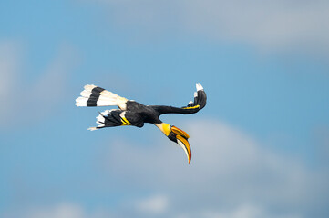Great Hornbill flying on blue sky © chamnan phanthong