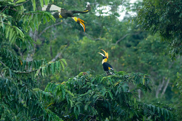 Bird lovers are happy in the green forest, Great Hornbill © chamnan phanthong