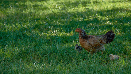 Hen family with chicks on the grass on a ranch in Paraguay