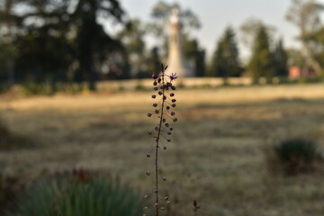 turbine in the grass