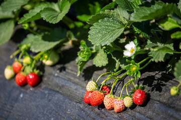 Fresh and plump red strawberries among green leaves