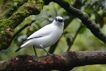 The Bali myna, Leucopsar rothschildi, also known as Rothschild's mynah, Bali starling, or Bali mynah, locally known as jalak Bali or Curik Bali.