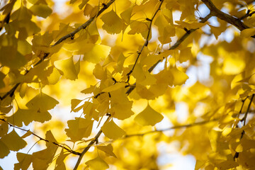 Fototapeta premium 風景素材 鮮やかな銀杏の紅葉