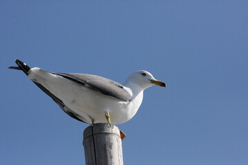 たたずむカモメ