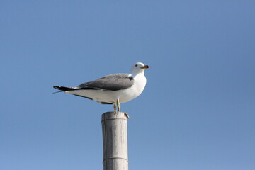 たたずむカモメ