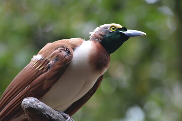 The lesser bird of paradise, Paradisaea minor is a bird of paradise in the genus Paradisaea.