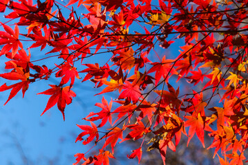 赤い 紅葉 もみじ 和風 明るい 秋