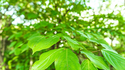 Green leaves nature background, mountain leaves