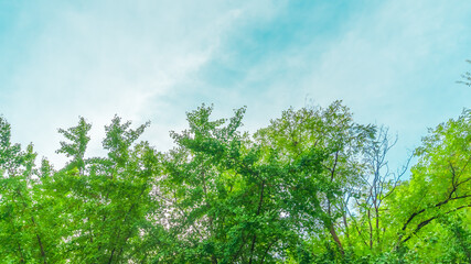 Mountain trees and sky clouds,  background with copy space. Seoul
