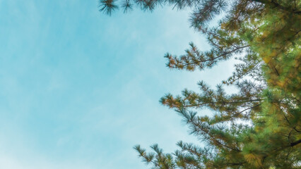 Fototapeta premium Mountains and skyline, pine trees and autumn