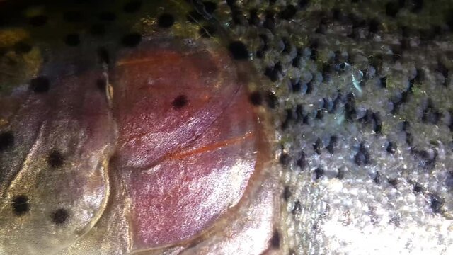 Fish closeup with a gray or grey and silver shiny skin scales