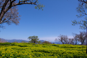 Obraz na płótnie Canvas 風景素材　琵琶湖畔のノウルシと青空