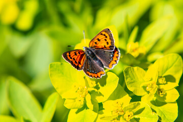風景素材　ノウルシとベニシジミ