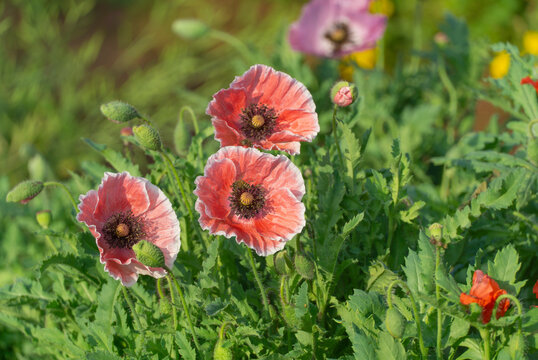 Red poppy flowers on a green grass
